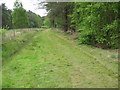 Path in Ashley Heath Forest
