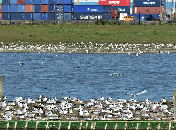 Nesting gulls, Belfast harbour (May 2017)