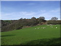 SJ0448 : Sheep grazing on the slope of Dinas Clegir by Eirian Evans