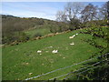 SJ0448 : Lambs sunbathing at Glanrafon Farm by Eirian Evans