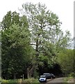 Grey poplar at Miller