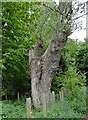 Trunk of grey poplar