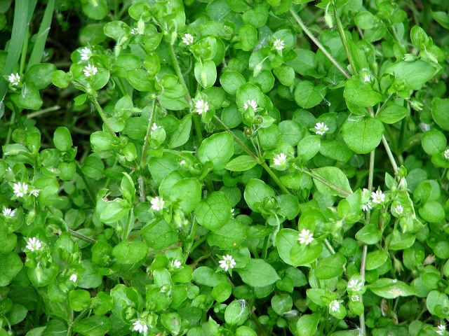 Common chickweed (Stellaria media) © Evelyn Simak :: Geograph Britain ...