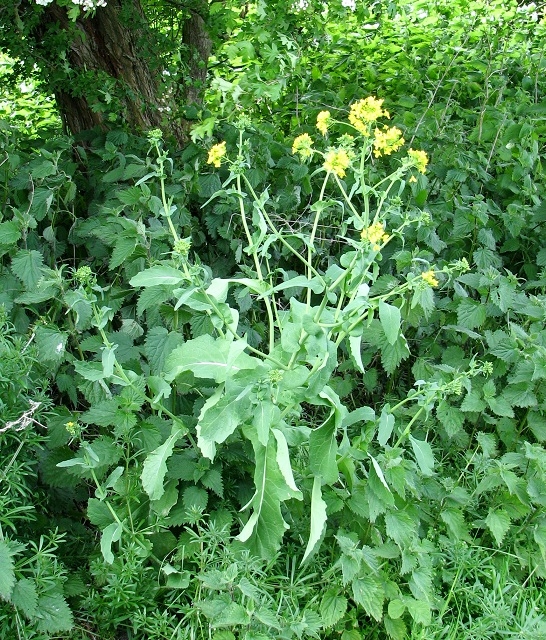 Wild Cabbage (Brassica oleracea)