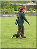 TM1459 : Striated Caracara at the Suffolk Owl Sanctuary by Oliver Dixon
