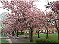 Spring in Westwood Recreation Ground, Leek