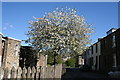 Barnoldswick:  Hollins Court: Flowering  cherry tree