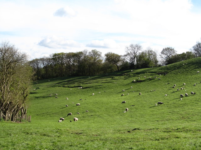 Sheep pasture, Kirby Knowle