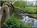 The River Sence near Blaby Mill