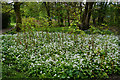 Wild garlic and Japanese knotweed