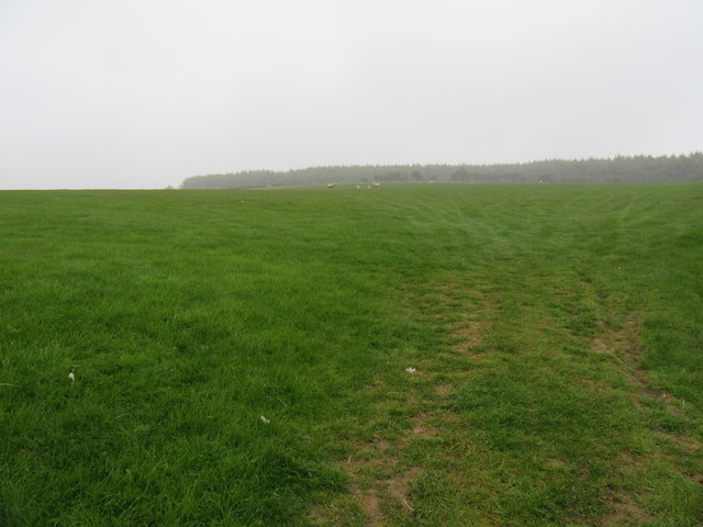 Field near Allerton Head