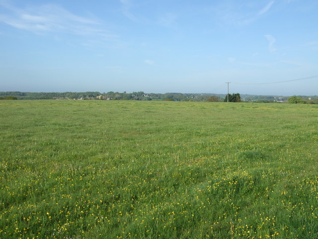 Grassland east of Wivenhoe