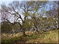 NG8455 : Old wall and primroses in birch wood, Rubha na FeÃ²la by Alpin Stewart