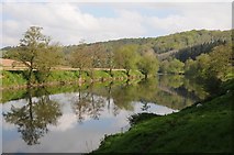 SO6129 : The River Wye near Hole in-the-Wall by Philip Halling