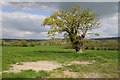 Oak tree in a field