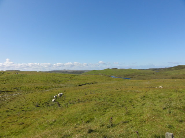Sheep on the moor