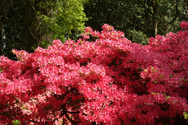 View of azaleas in the Isabella Plantation #2
