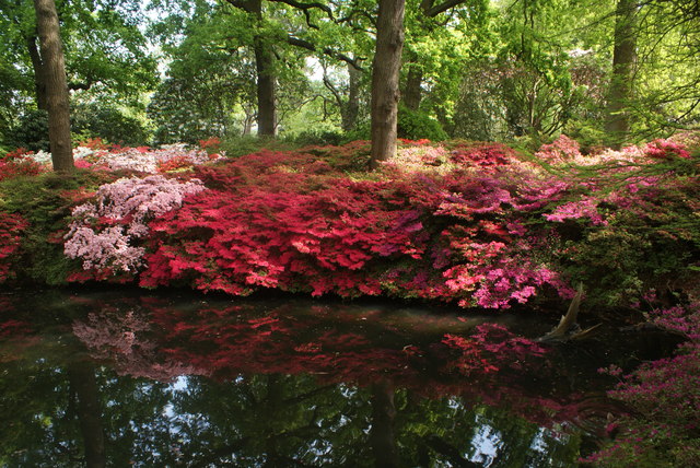 View of azaleas reflected in the still pond in the Isabella Plantation #2