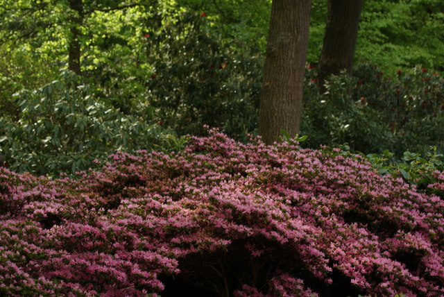View of azaleas in the Isabella Plantation #34