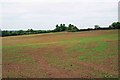 SP3709 : Large field near Cogges, Witney, Oxon by P L Chadwick