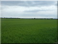 Crop field near Drakes Corner