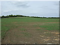 Crop field near Chestnuts Farm