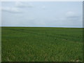 Crop field near Peldon Lodge