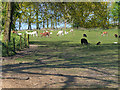 SD7012 : Pasture at Smithills Open Farm by David Dixon