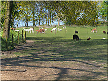 SD7012 : Pasture at Smithills Open Farm by David Dixon