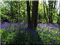 NZ1165 : Bluebell Wood near Wylam by Andrew Curtis