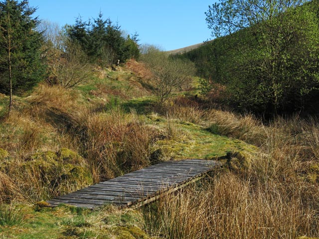 Southern Upland Way in Watermeetings Forest