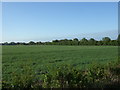 Crop field off Clay Lane