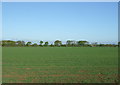 Crop field, St Osyth Heath