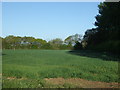 Crop field off Rectory Road