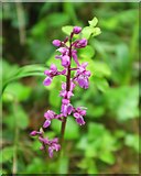 SX9266 : Early purple orchid below Petit Tor Downs by Derek Harper