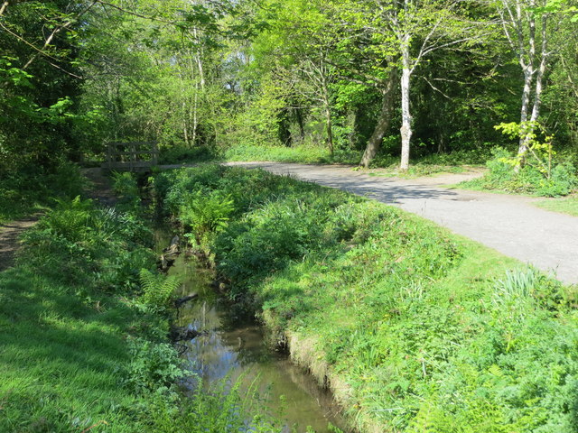 Woodland path through Tehidy Country Park