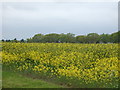 Oilseed rape crop near Fulford Hall