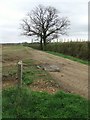 Footpath And Tree