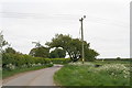 Tree arch in Vacherie Lane, North Kyme