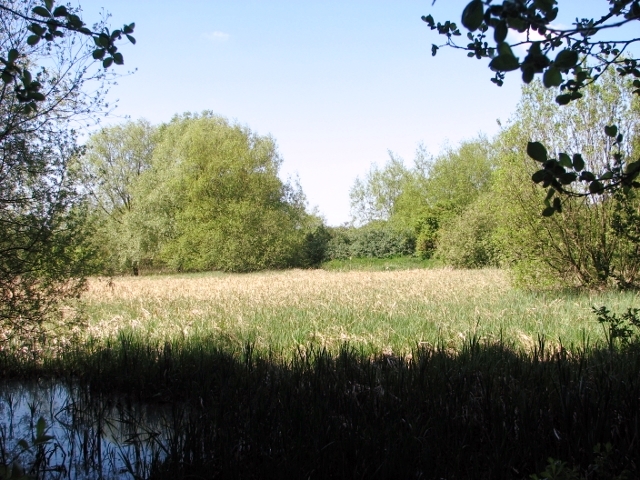 Whitlingham marsh as seen from beneath the Postwick viaduct