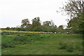 Sheep field off Moor Lane, Roughton