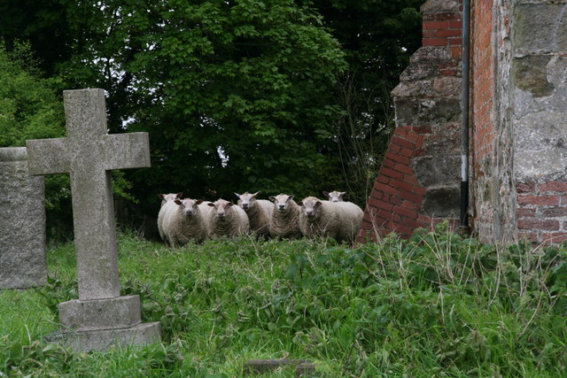 Lambs of God: custodians of the churchyard at Martin