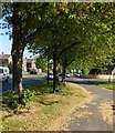 Path next to the A50 Groby Road