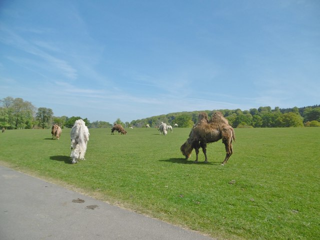 Longleat Safari Park, camels