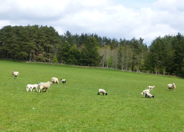 Ewes and lambs at Soppit Farm