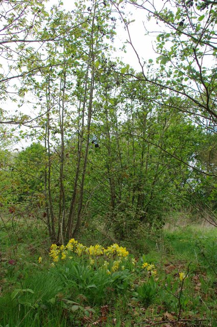 Cowslips in Wren Wood