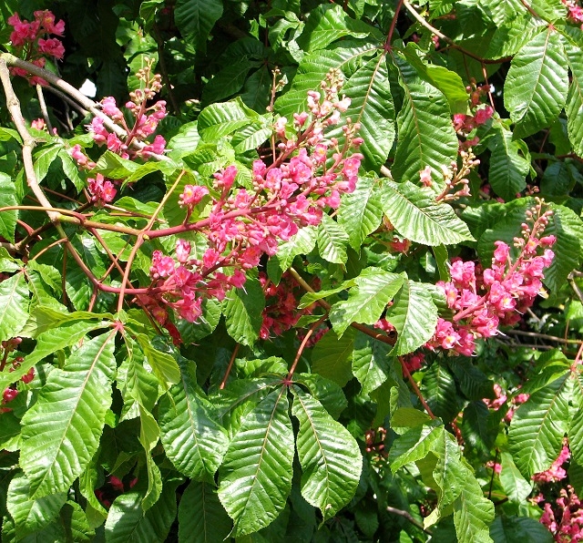 Red Flowering Horse Chestnut Tree - © Evelyn Simak :: Geograph 