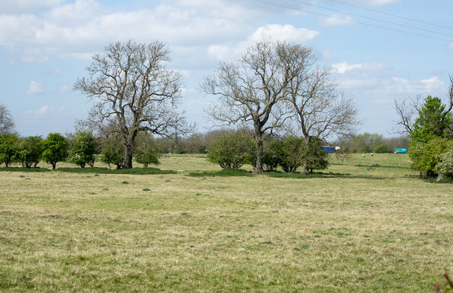Trees across field near from Newton Lane