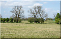 Trees across field near from Newton Lane