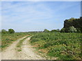 Track to Haybridge Plantation